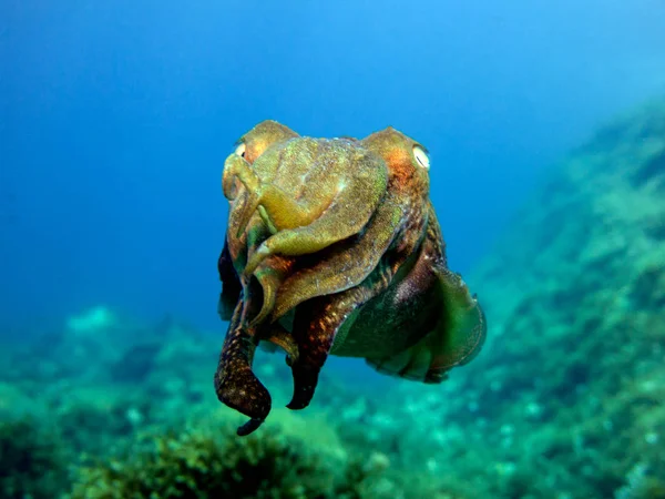 Cuttlefish Sepia Cefalópode Molusco Mediterrâneo Malta — Fotografia de Stock