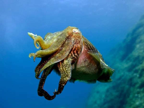 Cuttlefish Sepia Cephalopod Mollusk Mediterranean Malta Royalty Free Stock Images