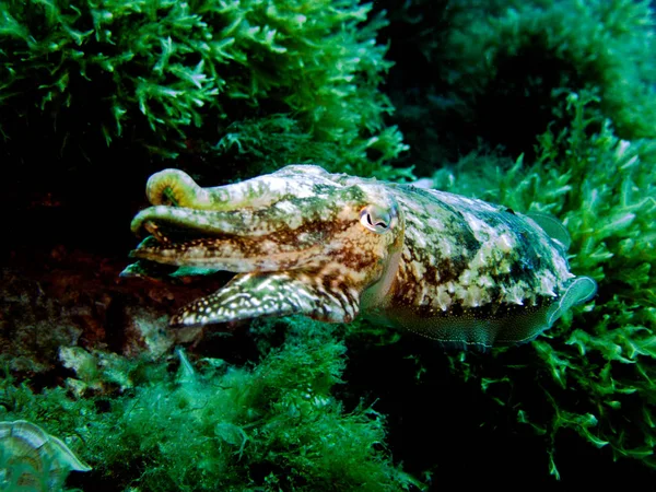 Cuttlefish Sepia Cefalópode Molusco Mediterrâneo Malta — Fotografia de Stock