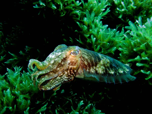 Cuttlefish Molusco Cefalópode Sépia Mediterrâneo Malta — Fotografia de Stock