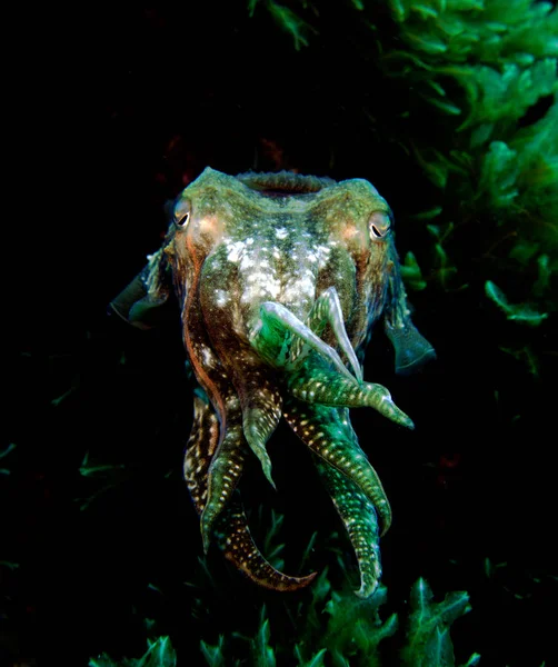 Seppie Molluschi Cefalopodi Seppia Mediterraneo Malta — Foto Stock