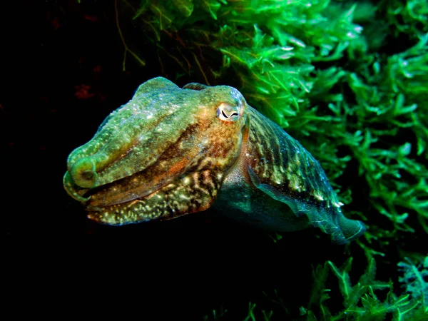 Sébaste Mollusque Céphalopode Sepia Méditerranée Malte — Photo