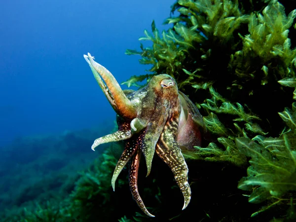 Jibia Molusco Cefalópodo Sepia Mediterráneo Malta — Foto de Stock