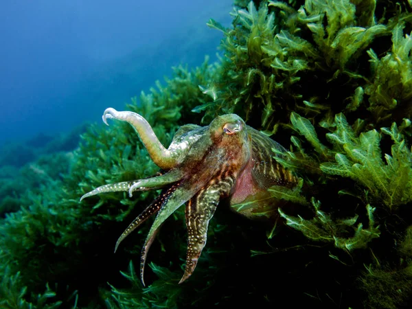 Mürekkep balığı, kafadanbacaklı yumuşakça, sepya. Akdeniz, Malta.