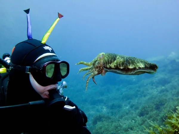 Mergulhador Cuttlefish Encontro Subaquático Mediterrâneo Malta — Fotografia de Stock