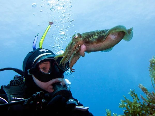 Dykare Och Bläckfisk Underwater Möte Medelhavet Malta — Stockfoto