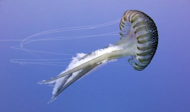 Denizanası, deniz jöle, Medusa, jelatinimsi plankton. Akdeniz, Malta.
