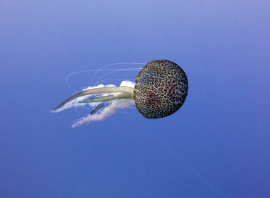 Denizanası, deniz jöle, Medusa, jelatinimsi plankton. Akdeniz, Malta.