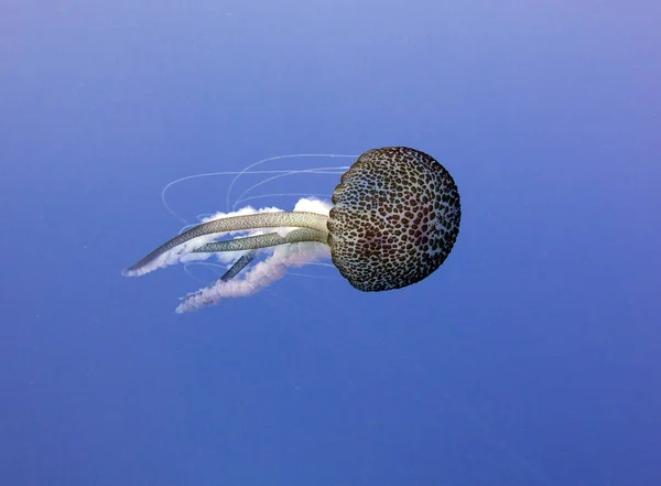 Denizanası, deniz jöle, Medusa, jelatinimsi plankton. Akdeniz, Malta.