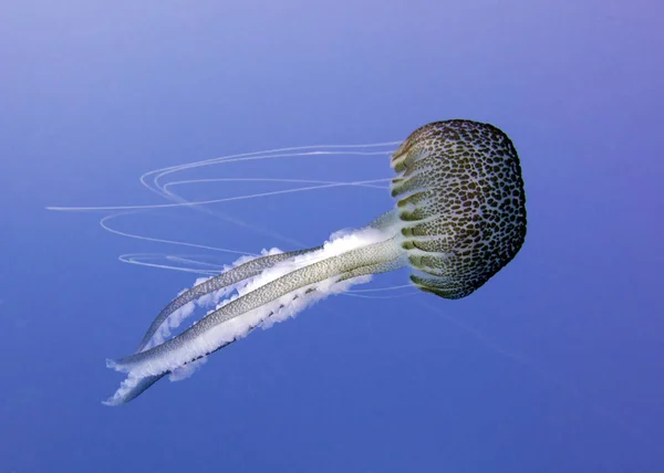 Medúza Tengeri Zselé Medusa Kocsonyás Zooplankton Mediterrán Málta — Stock Fotó