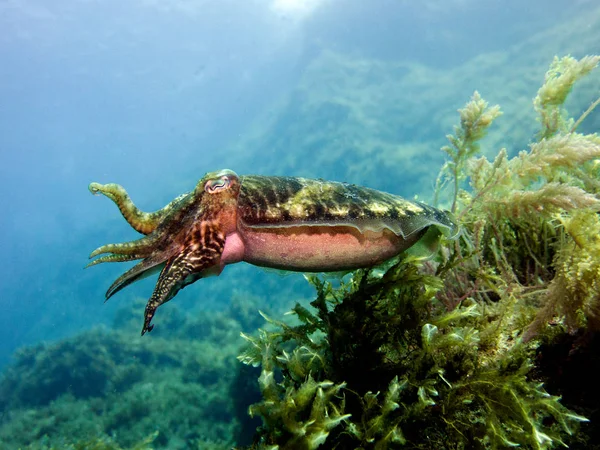 Каракатиць Сепію Головоногих Молюсків Середземномор Мальта — стокове фото