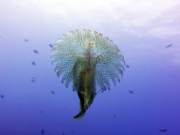 Medúza Medusa Kocsonyás Zooplankton Földközi Tenger Málta — Stock Fotó