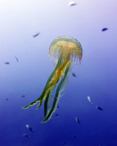 Medúza Medusa Kocsonyás Zooplankton Földközi Tenger Málta — Stock Fotó