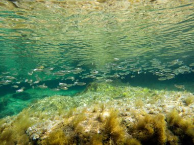 Sualtı deniz manzarası. Akdeniz, Malta. 