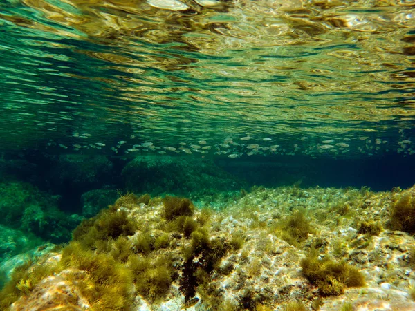 Sualtı deniz manzarası. Akdeniz, Malta. 