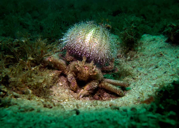 Krab Modravé Pokrývá Mořský Urchin Dorippe Granulata Thajský Záliv Pattaya — Stock fotografie