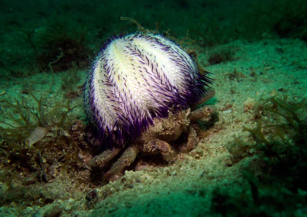 Blushful Crab Obejmuje Sea Urchin Dorippe Granulata Zatoka Tajlandii Pattaya — Zdjęcie stockowe