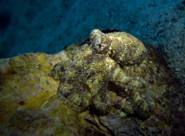 Hindistan cevizi ahtapot, Amphioctopus marginatus. Pattaya Tayland Körfezi. 