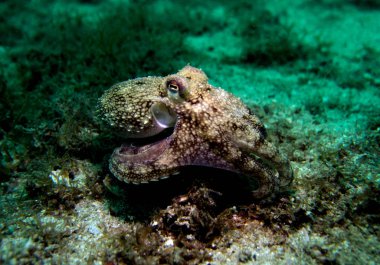 Hindistan cevizi ahtapot, Amphioctopus marginatus. Pattaya Tayland Körfezi. 