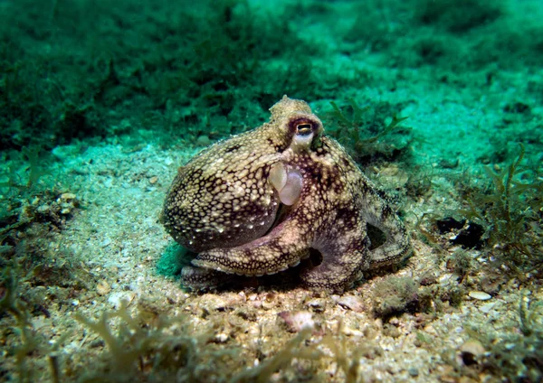 Kokosnoot Octopus Amphioctopus Marginatus Golf Van Thailand Pattaya — Stockfoto