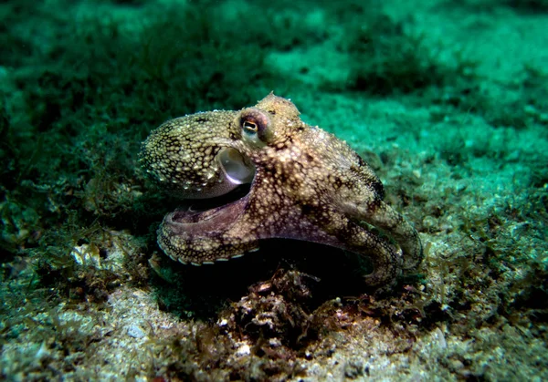 Hindistan cevizi ahtapot, Amphioctopus marginatus. Pattaya Tayland Körfezi. 