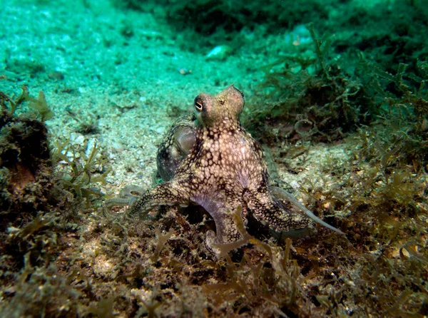 Pulpo Coco Amphioctopus Marginatus Golfo Tailandia Pattaya —  Fotos de Stock