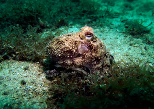 Kokosnoot Octopus Amphioctopus Marginatus Golf Van Thailand Pattaya — Stockfoto