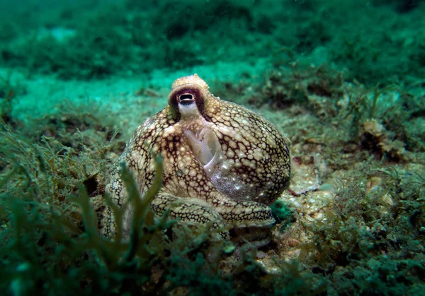 Καρύδας Χταπόδι Amphioctopus Marginatus Στον Κόλπο Του Ταϊλάνδη Pattaya — Φωτογραφία Αρχείου