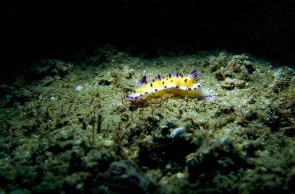 Mexičromis Chromodorididae Tady Thajský Záliv Pattaya — Stock fotografie