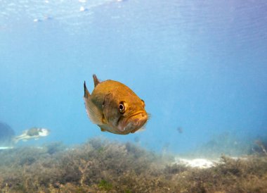 Bluegill Güneş Balığı, Lepomis macrochirus. Vortex Spring, Pounce de Leon, Florida, Amerika Birleşik Devletleri