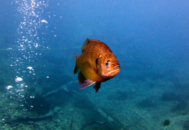 Bluegill Güneş Balığı, Lepomis macrochirus. Vortex Spring, Pounce de Leon, Florida, Amerika Birleşik Devletleri