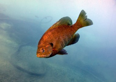 Bluegill Güneş Balığı, Lepomis macrochirus. Vortex Spring, Pounce de Leon, Florida, Amerika Birleşik Devletleri