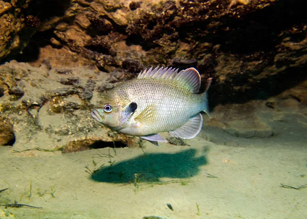 Bluegill Sunfish Lepomis Macrochirus Vortex Spring Pounce Leon Florida Usa — Stockfoto