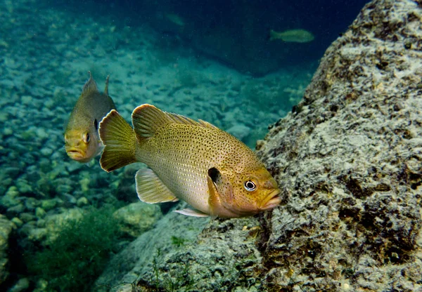 Bluegill Güneş Balığı, Lepomis macrochirus. Vortex Spring, Pounce de Leon, Florida, Amerika Birleşik Devletleri