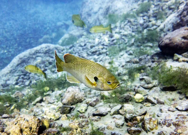 Bluegill Güneş Balığı Lepomis Macrochirus Vortex Spring Pounce Leon Florida — Stok fotoğraf