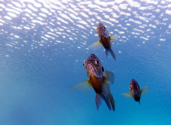 Bluegill Güneş Balığı Lepomis Macrochirus Vortex Spring Pounce Leon Florida — Stok fotoğraf