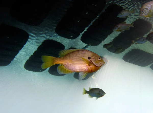 Bluegill Güneş Balığı Lepomis Macrochirus Vortex Spring Pounce Leon Florida — Stok fotoğraf