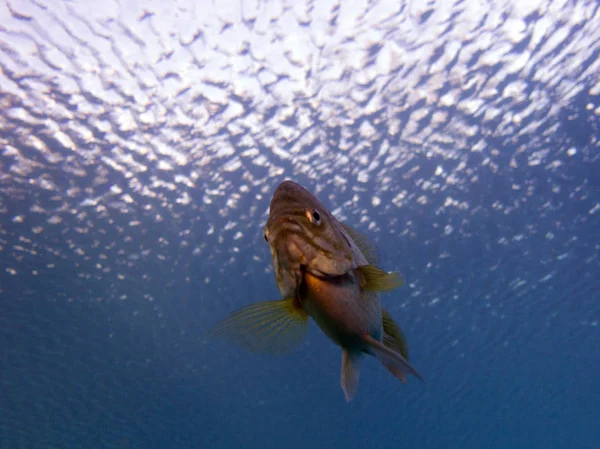 Bluegill Güneş Balığı Lepomis Macrochirus Vortex Spring Pounce Leon Florida — Stok fotoğraf