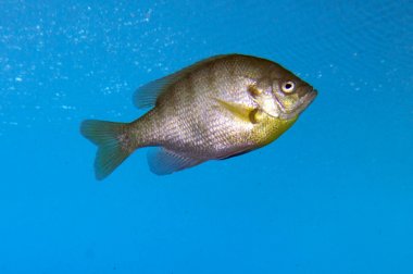 Bluegill Güneş Balığı, Lepomis macrochirus. Vortex Spring, Pounce de Leon, Florida, Amerika Birleşik Devletleri