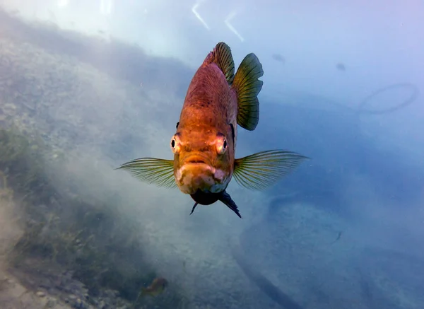 Bluegill Sunfish Lepomis Macrochirus Vortex Spring Pounce Leon Florida Eua — Fotografia de Stock