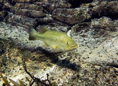 Largemouth Bass, Micropterus salmoides floridanus. Blue Springs, Marianna, Jackson County, Florida, USA.  clipart