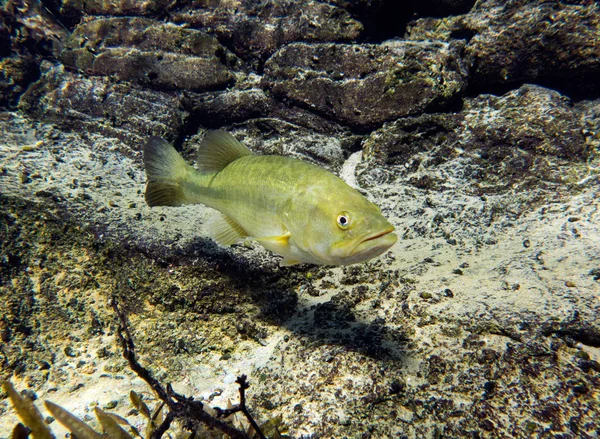 Largemouth bas, Micropterus salmoides floridanus. Blue Springs, Marianna, Jackson County, Florida, Amerika Birleşik Devletleri. 
