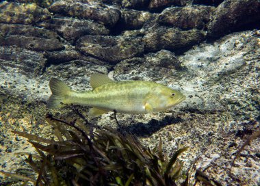 Largemouth bas, Micropterus salmoides floridanus. Blue Springs, Marianna, Jackson County, Florida, Amerika Birleşik Devletleri.