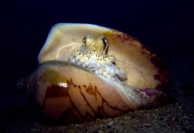 Deniz kabuğunda hindistan cevizi ahtapot, Amphioctopus marginatus. Tayland Körfezi, Pattaya.