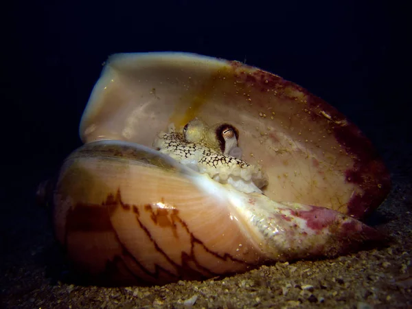 Polvo Coco Concha Mar Amphioctopus Marginatus Golfo Tailândia Pattaya — Fotografia de Stock