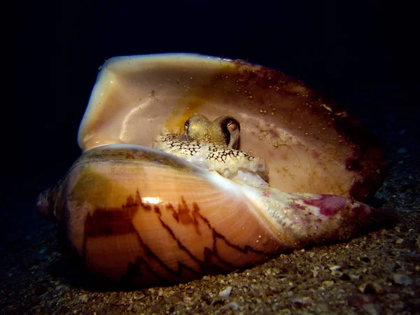 Polvo Coco Concha Mar Amphioctopus Marginatus Golfo Tailândia Pattaya — Fotografia de Stock