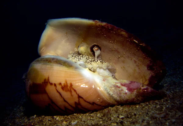 Kokos Bläckfisk Snäckskal Amphioctopus Marginatus Gulf Thailand Pattaya — Stockfoto