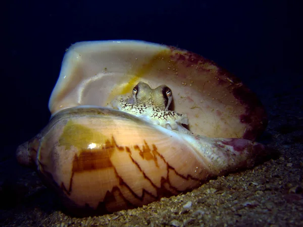 Coconut Octopus Sea Shell Amphioctopus Marginatus Gulf Thailand Pattaya — Stock Photo, Image