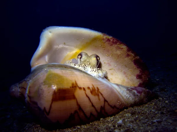 Kokos Bläckfisk Snäckskal Amphioctopus Marginatus Gulf Thailand Pattaya — Stockfoto