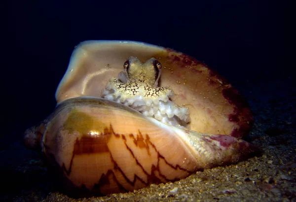 Ośmiornica Kokosowa Muszli Morskiej Amphioctopus Marginatus Zatoka Tajlandii Pattaya — Zdjęcie stockowe